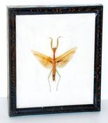 Image of INDONESIAN PRAYING MANTIS