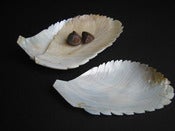 Image of Shell Dish