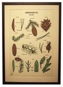 Image of Chromolithograph-Spermatophytes: Pine Family