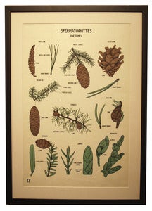 Image of Chromolithograph-Spermatophytes: Pine Family