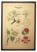 Image of Chromolithograph-Spermatophyte: Rose Family
