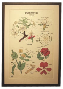 Image of Chromolithograph-Spermatophyte: Rose Family