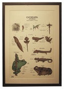 Image of Chromolithograph-Chordata: Amphibians