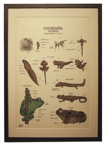 Image of Chromolithograph-Chordata: Amphibians