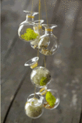 Image of Mini Bubbles Terrarium Kit: All Things Small and Precious. 
