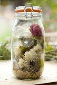Image of French Canning Jar Terrarium Kit