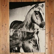 Image of VALERIE PHILLIPS HORSE SCREEN PRINT