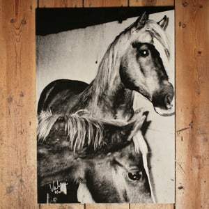 Image of VALERIE PHILLIPS HORSE SCREEN PRINT