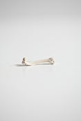 Image of Bones: Small Rodent Bones