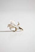Image of Bones: Small Rodent Skull