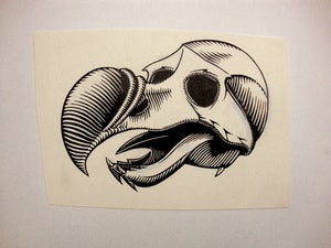Image of Dodo Skull - Marc McKee