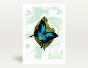 Image of Ulysees Butterfly