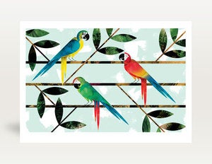 Image of Macaw