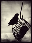 Image of Grackle & Bog Birds
