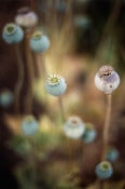 Image of Poppy