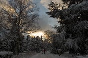 Image of Winter Walk