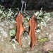 Image of New Zealand Native Kamahi Wave Earrings