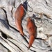 Image of New Zealand Kamahi Curved Earrings