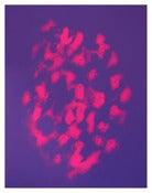 Image of STEFAN MARX GENESIS PRINT 1/50!