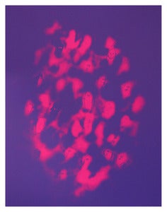 Image of STEFAN MARX GENESIS PRINT 1/50!