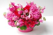 Image of Pink Passion