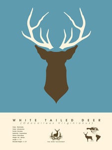Image of White Tailed Deer