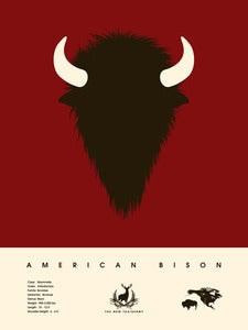 Image of American Bison
