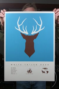 Image of White Tailed Deer