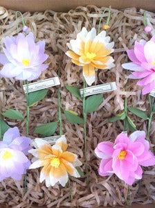 Image of Japanese Anemone 