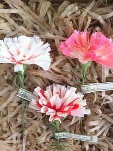 Image of Carnation 