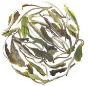 Image of White Peony