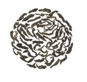 Image of Puerh Ancient Shu Classic Vintage Blend