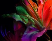 Image of  Moody Lily Flower Photograph