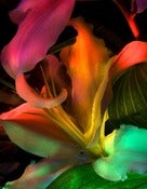 Image of Underwater Lily Flower Photograph