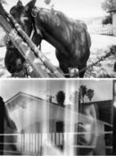 Image of Limited Edition Fiber Prints