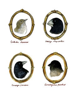 Image of Galapagos Finch Quartet Print - Limited Edition Archival Giclee