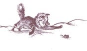 Image of Carnivorous