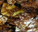 Image of Smores