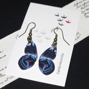 Image of Sapphire fly