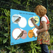 Image of BIRDS I Spy Board