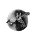 Image of Jen Franklin<br>Squirrel with Fluttering Sparrow