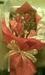 Image of Chocolate Roses