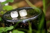 Image of Square Silver Studs