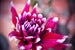 Image of Flower