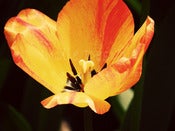 Image of Tulips