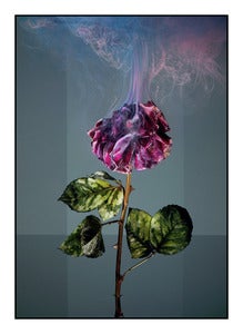 Image of A Rose from Auschwitz