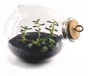 Image of Xtra-Terrarium
