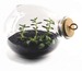 Image of Xtra-Terrarium