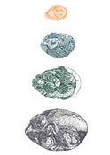 Image of 'Cuculus Canorus' Screen Print