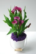 Image of Blissfull Calla's